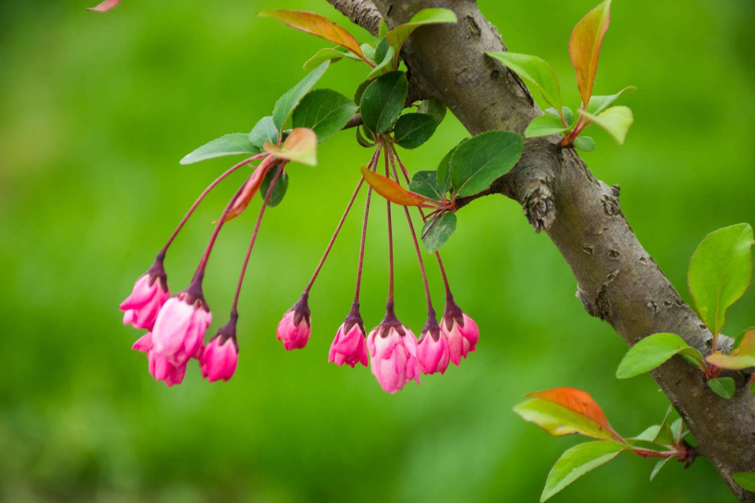 Weeping Begonia