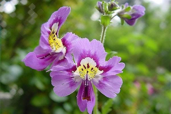 Cultivation methods and precautions for butterfly flowers