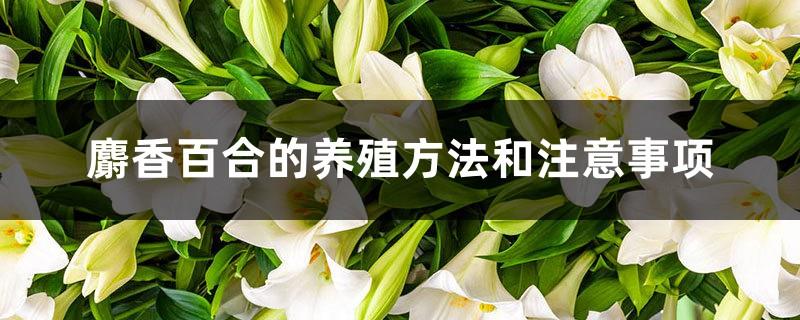 Cultivation methods and precautions of musk lily