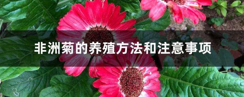 Gerbera cultivation methods and precautions