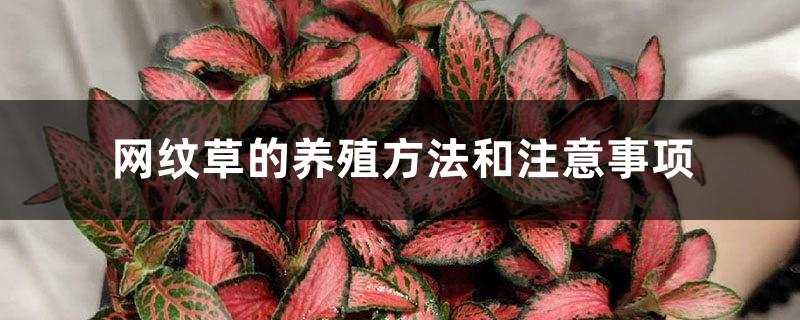 Cultivation methods and precautions of reticulata