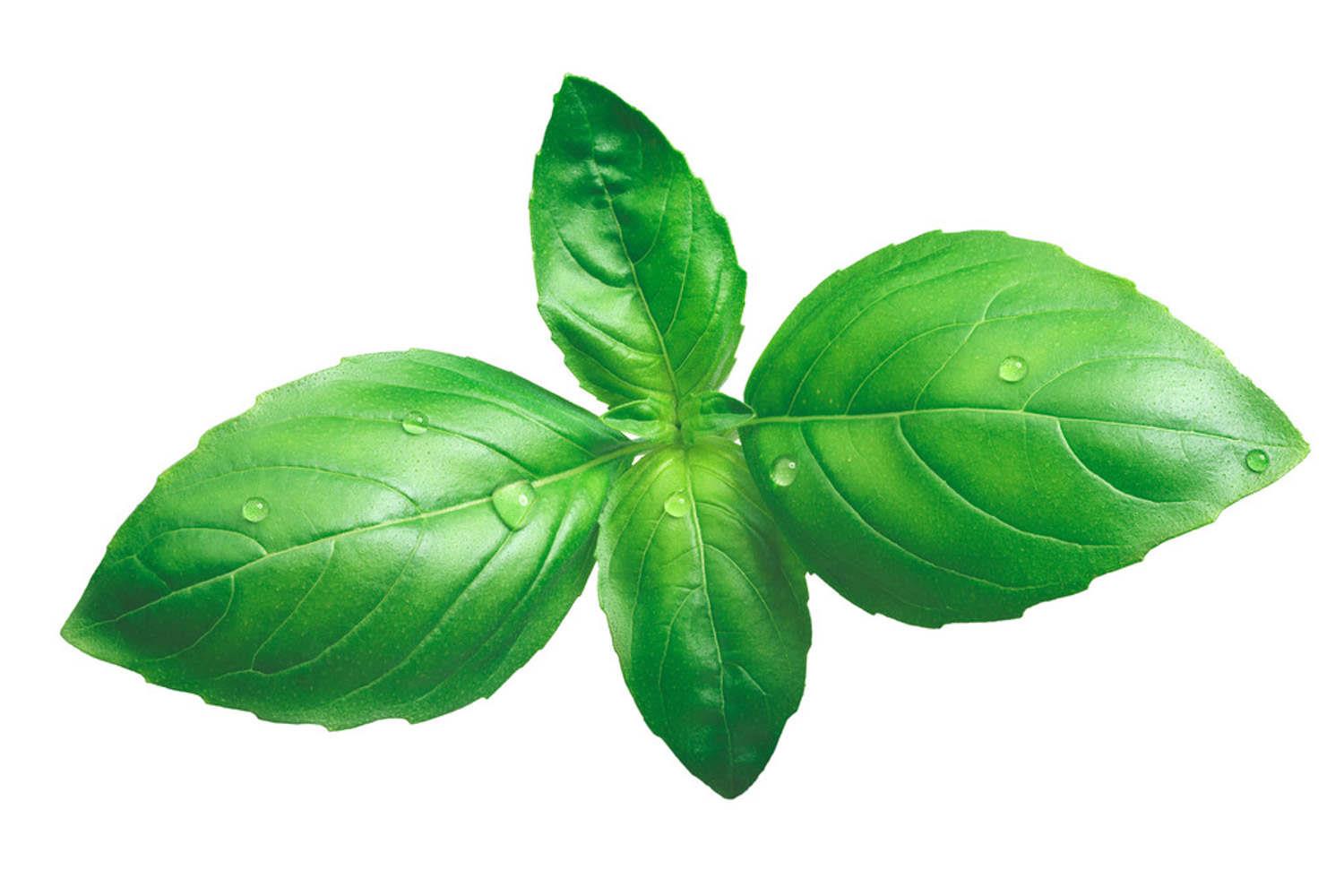 Basil