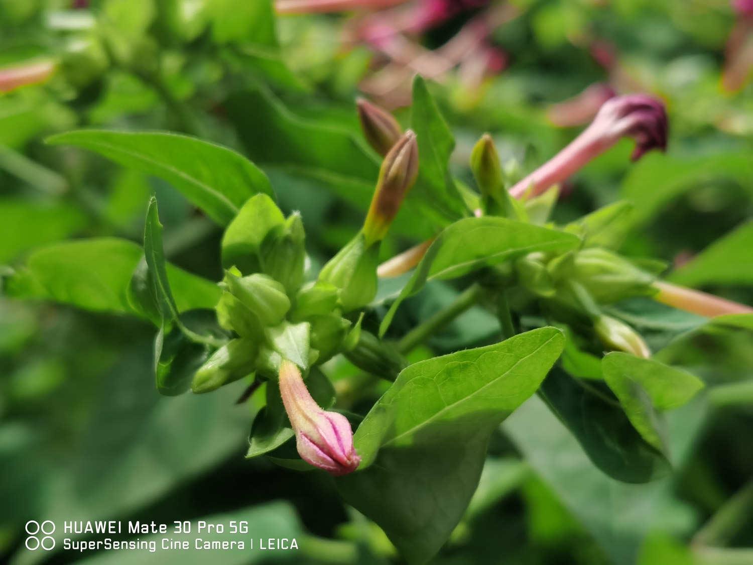 Purple Jasmine