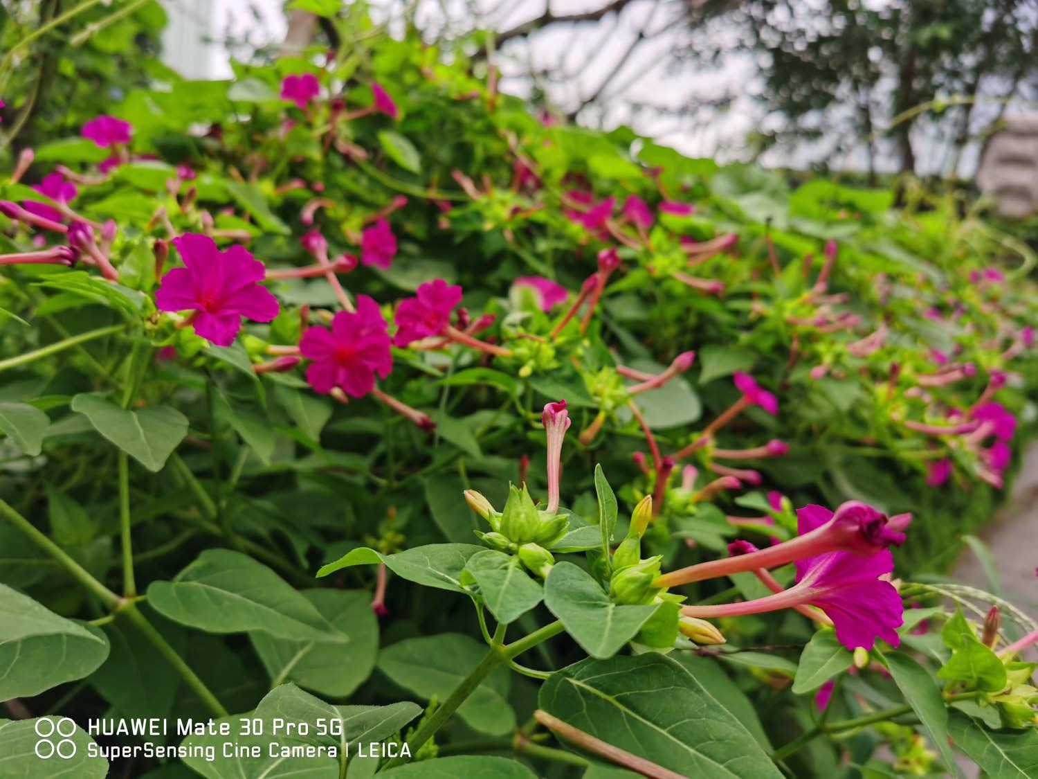 Purple Jasmine