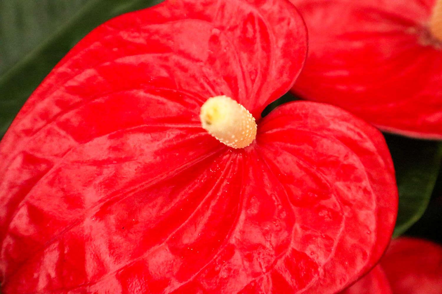 Anthurium