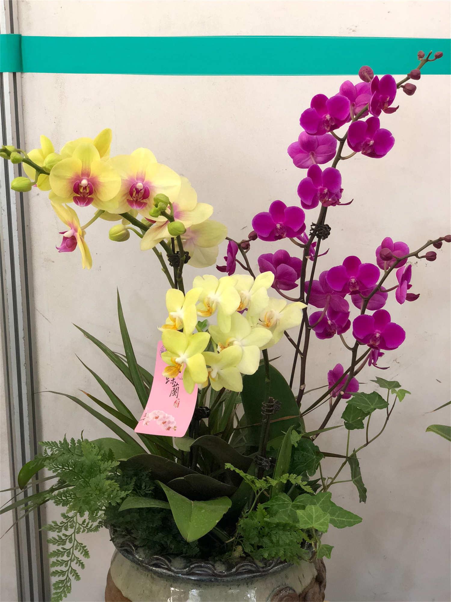 Phalaenopsis