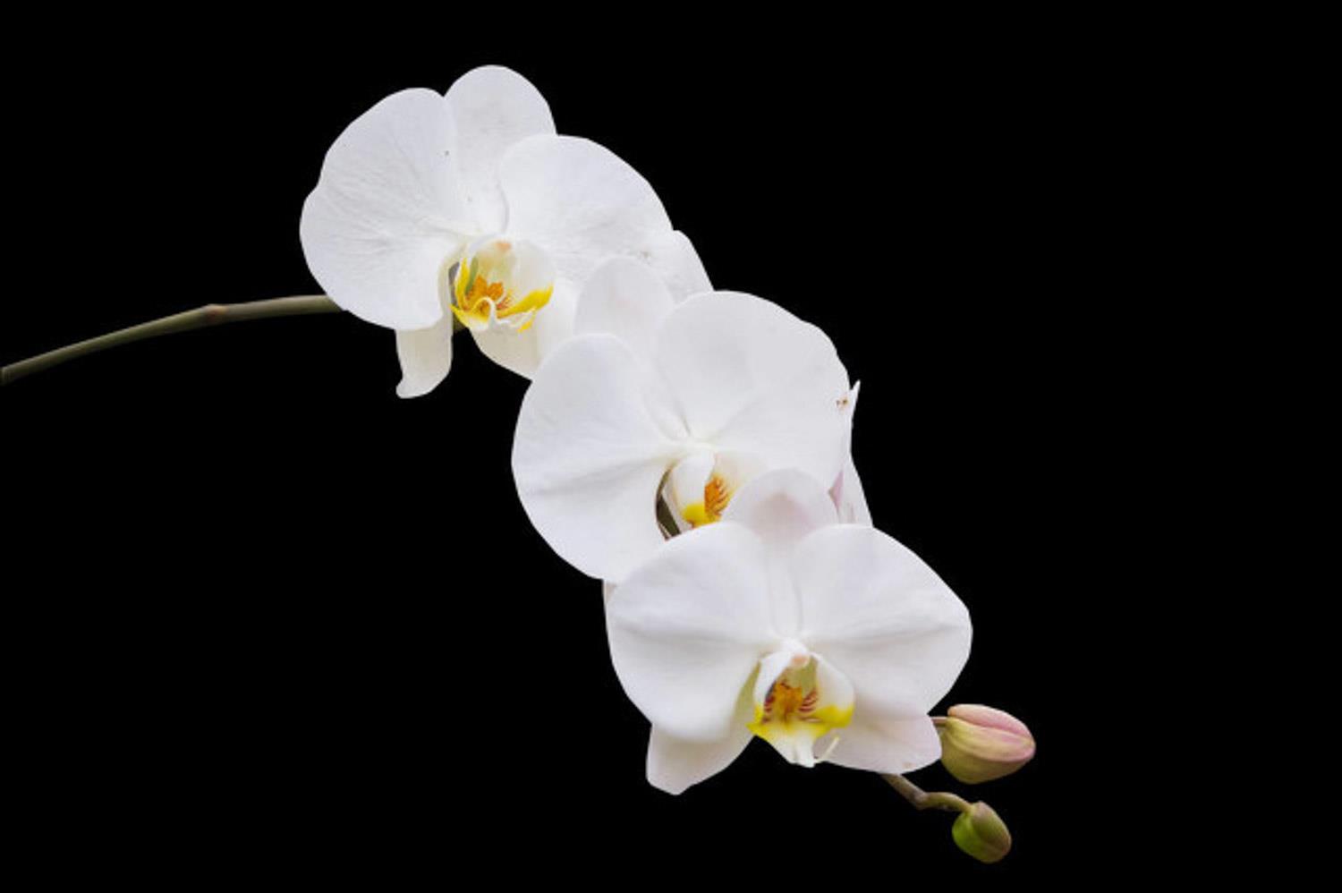 Phalaenopsis