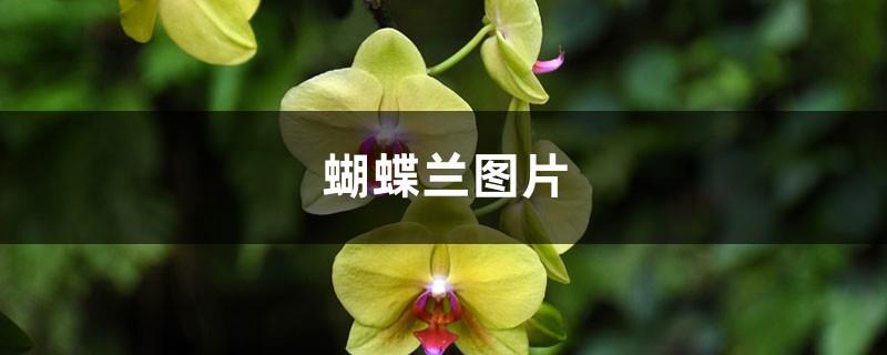 Phalaenopsis pictures