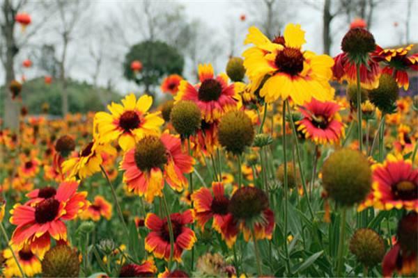 National Flower Appreciation Festival