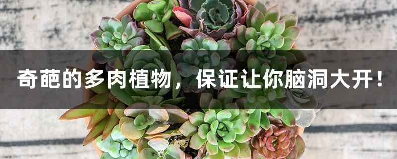 Weird succulent plants, guaranteed to make your imagination run wild!