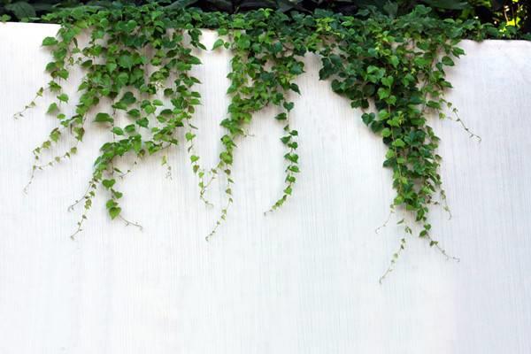 The spring scenery in the garden cannot be contained, a touch of green comes on the wall