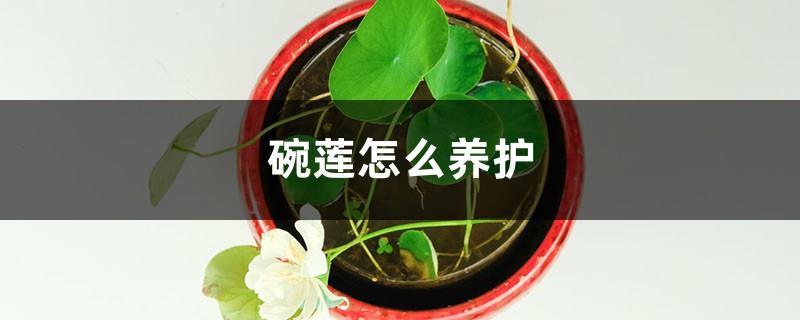 How to maintain bowl lotus