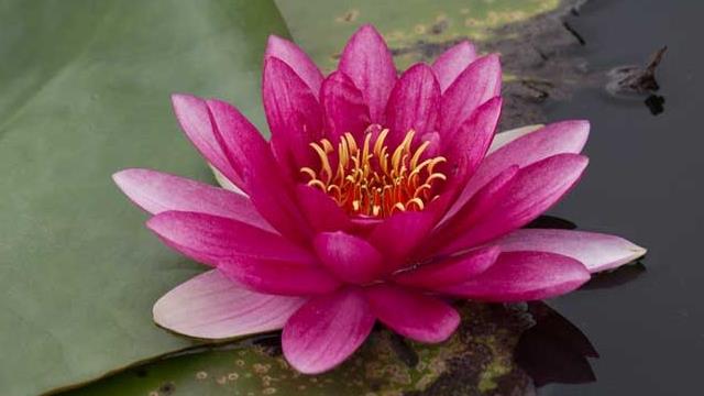 The difference between water lilies and bowl lilies