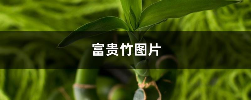 Pictures of Lucky Bamboo