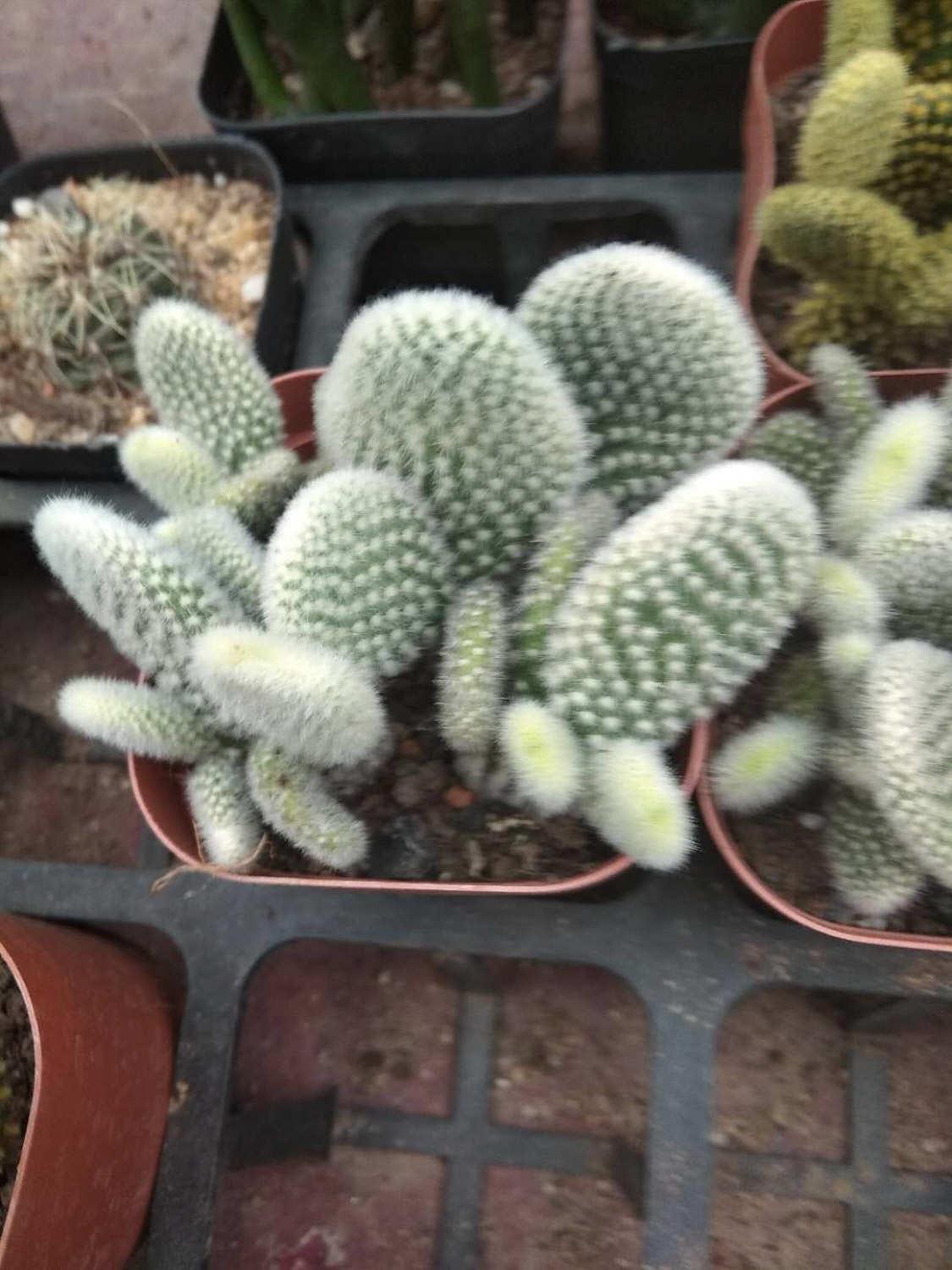 Cactus