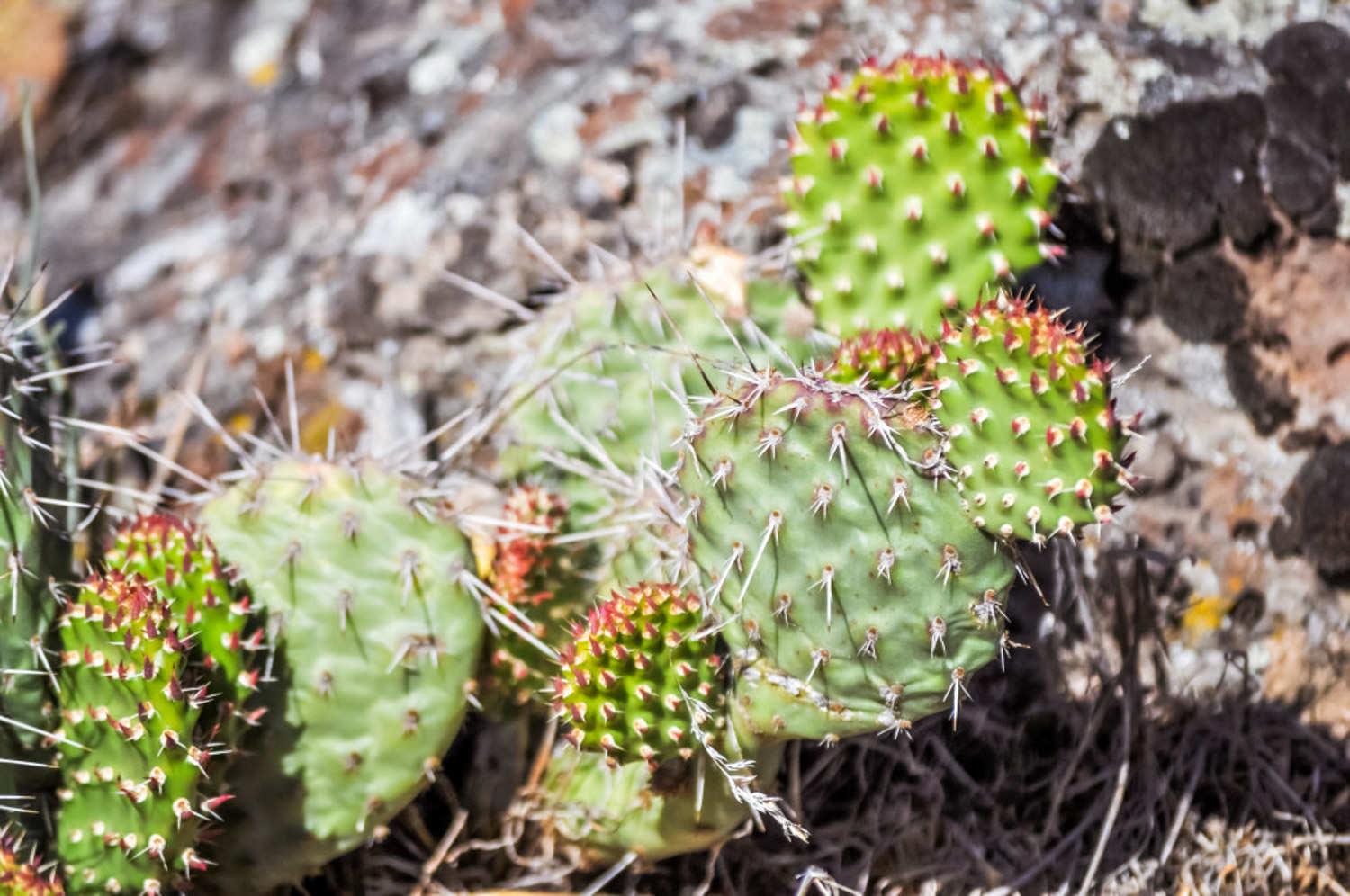 Cactus