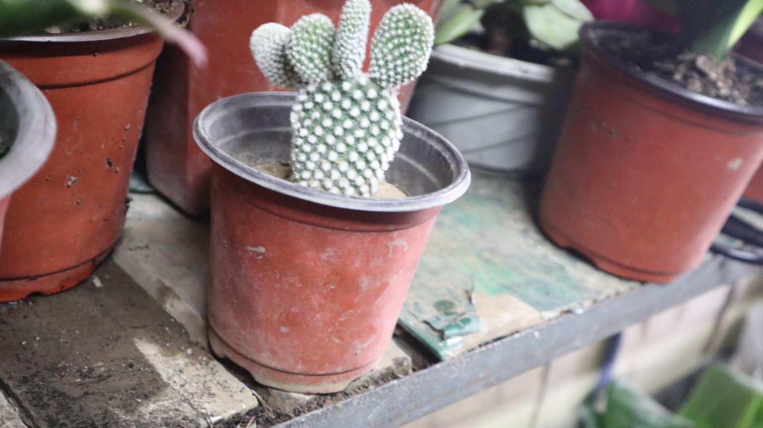 Cactus