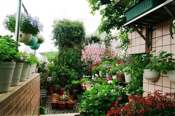 A grand view of flower planting on a closed balcony