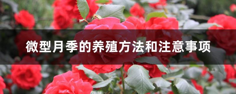 Micro rose cultivation methods and precautions