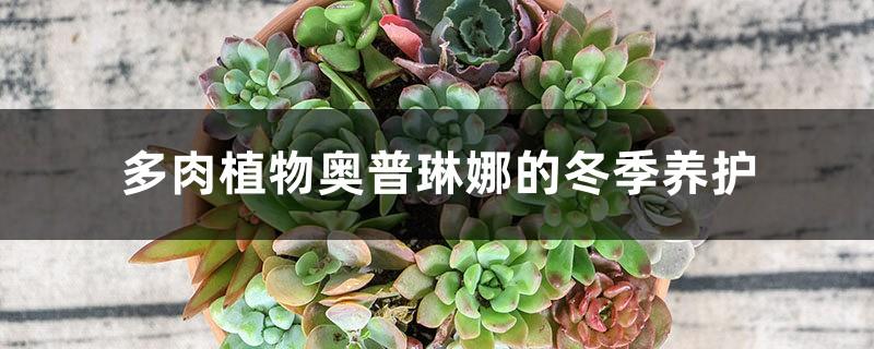 Winter care of succulent plant Opelina