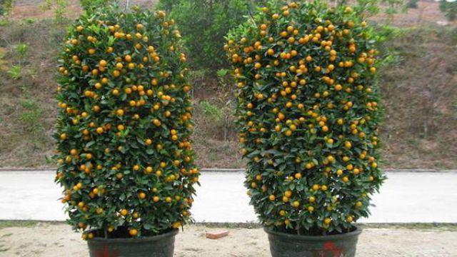 Placement and Feng Shui of Nian Oranges