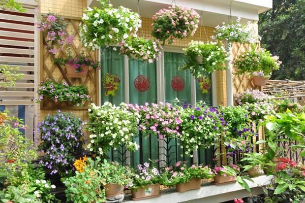 Tips for growing flowers on family balconies during the Spring Festival