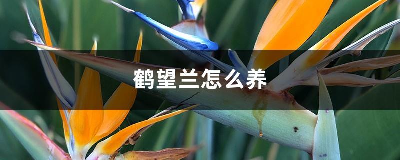 How to raise Strelitzia reginae