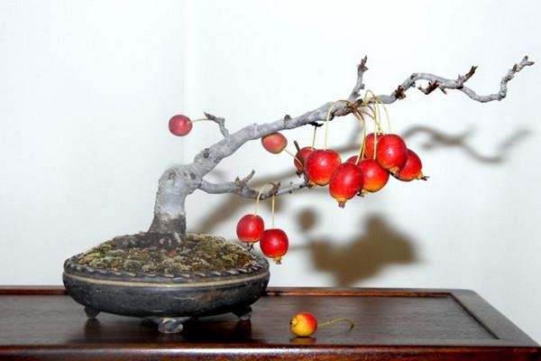 Introduction and picture appreciation of fruit wood bonsai