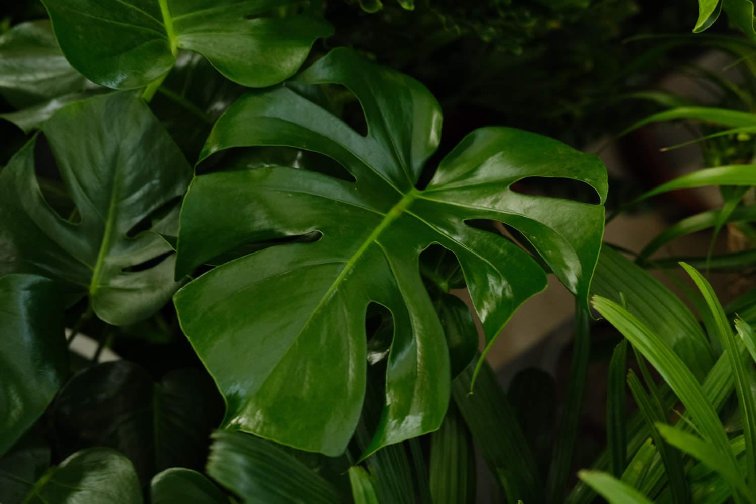 Monstera