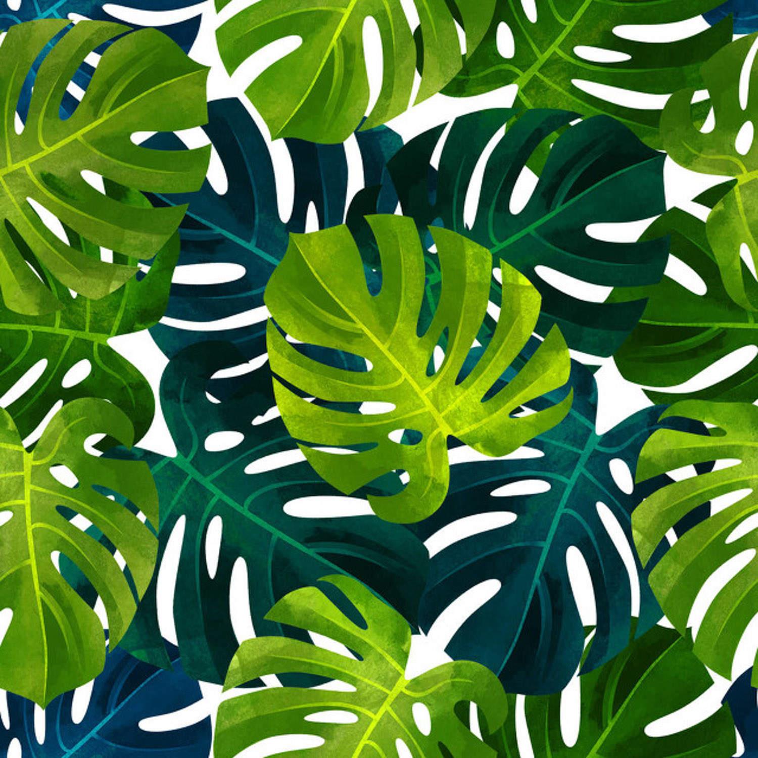 Monstera