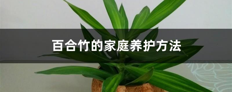 Home care methods of lily bamboo