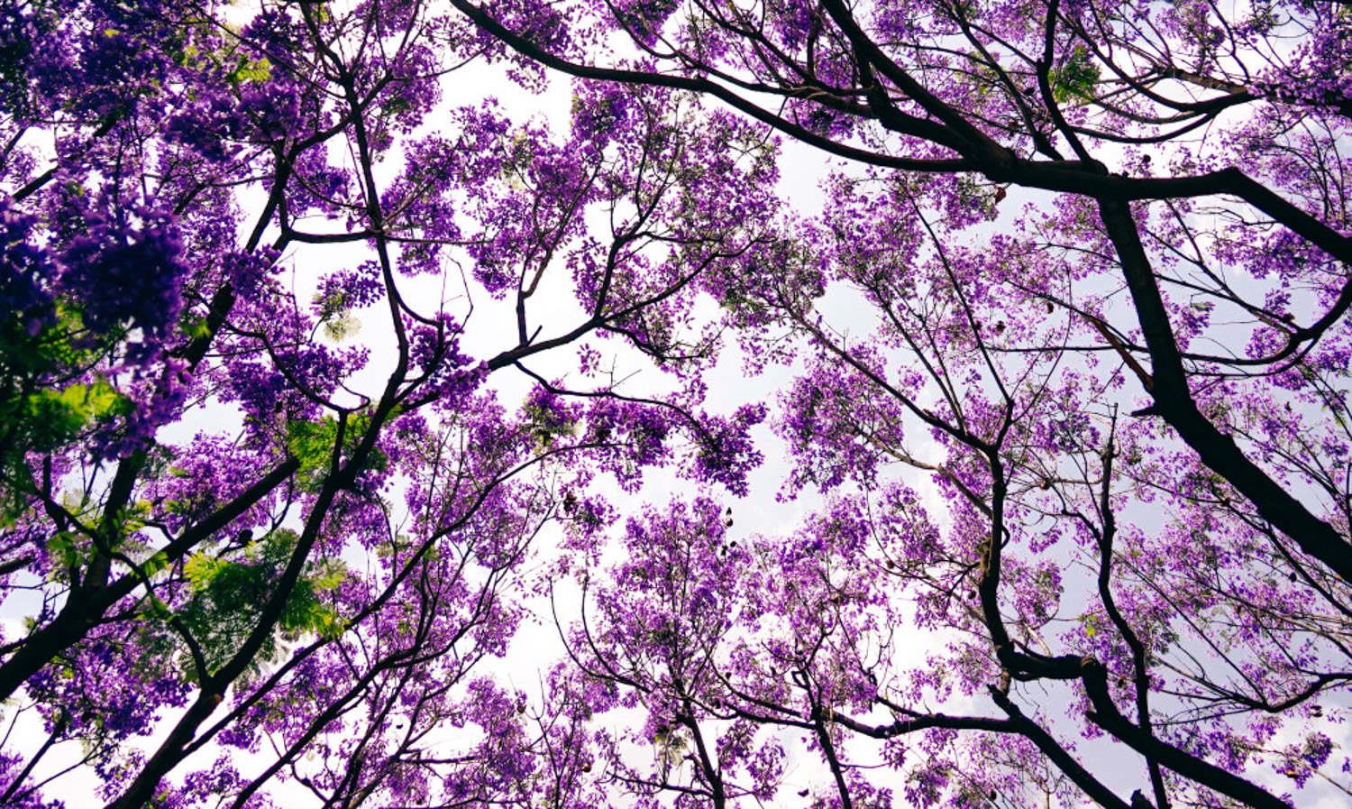 Jacaranda