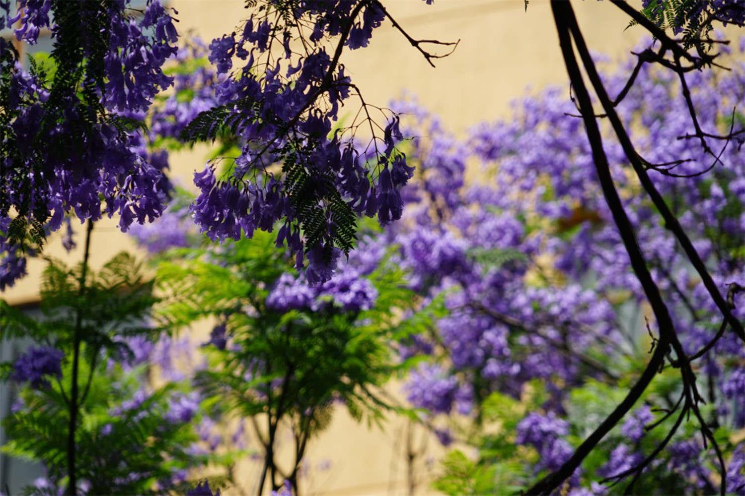 Jacaranda