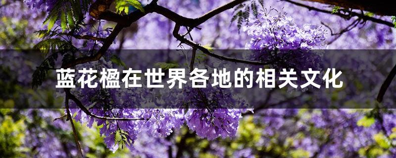 Jacaranda related culture around the world