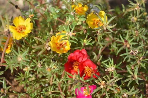 Why is Scutellaria barbata also called Han Xincao