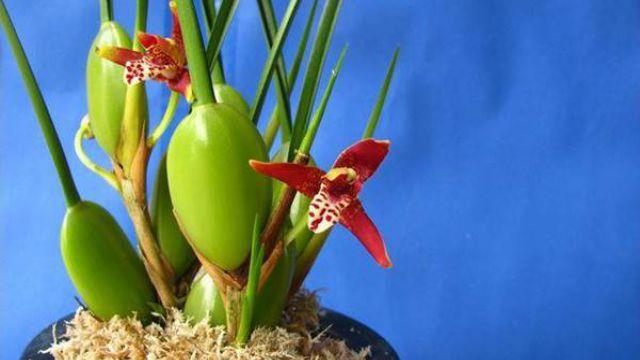 How to grow coffee orchid