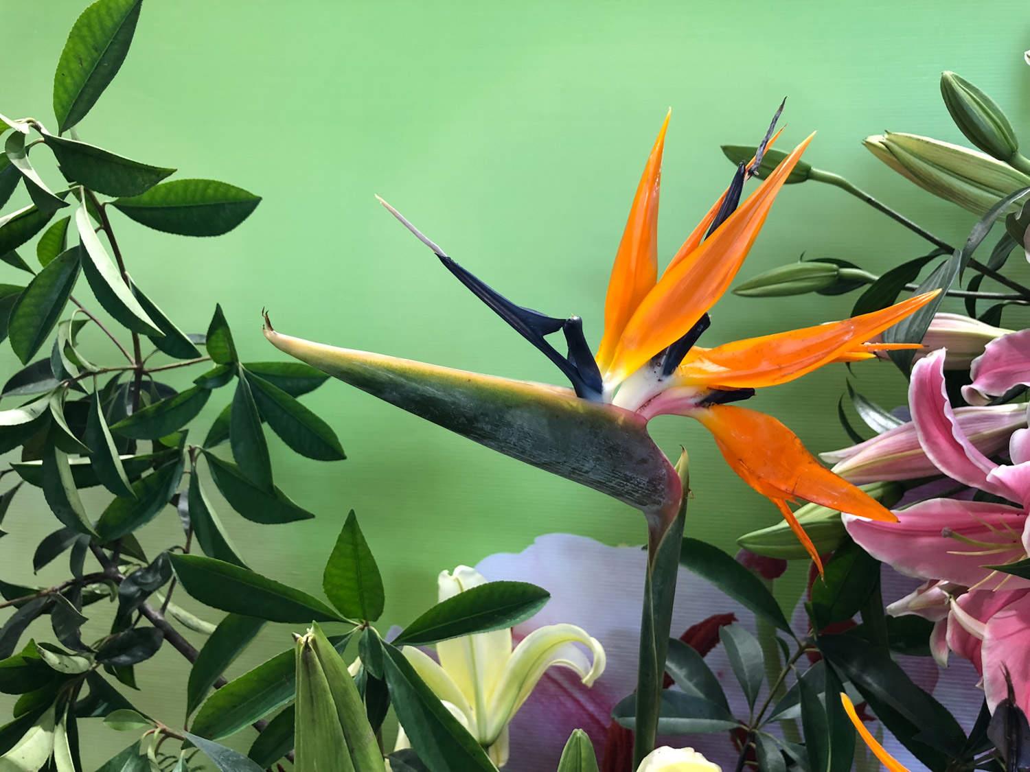 Strelitzia reginae