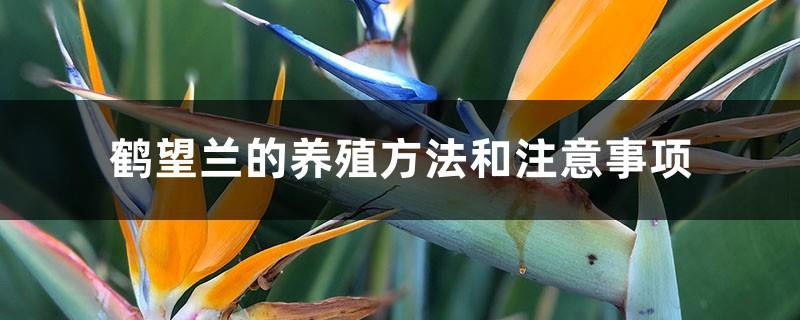 Strelitzia reginae cultivation methods and precautions