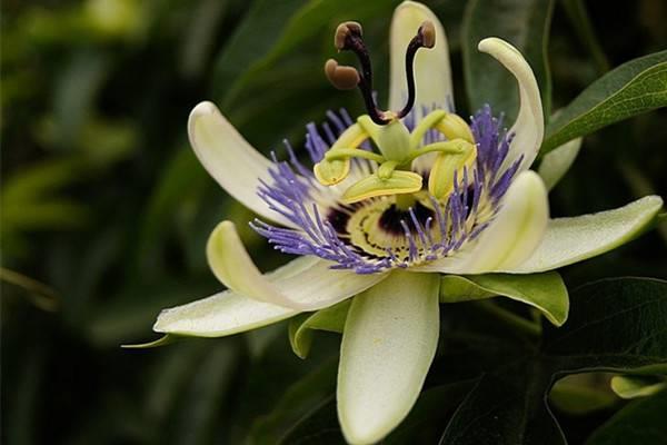 Passion flower cultivation methods and precautions