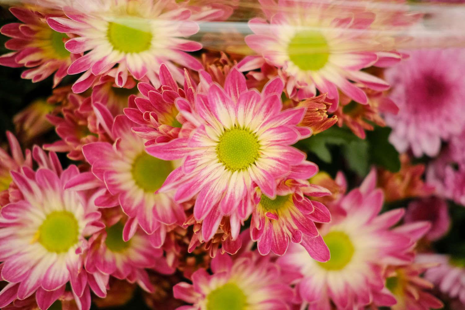 Chrysanthemum