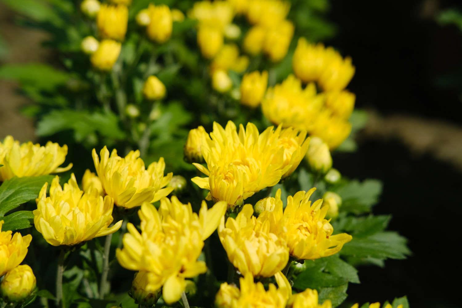 Chrysanthemum