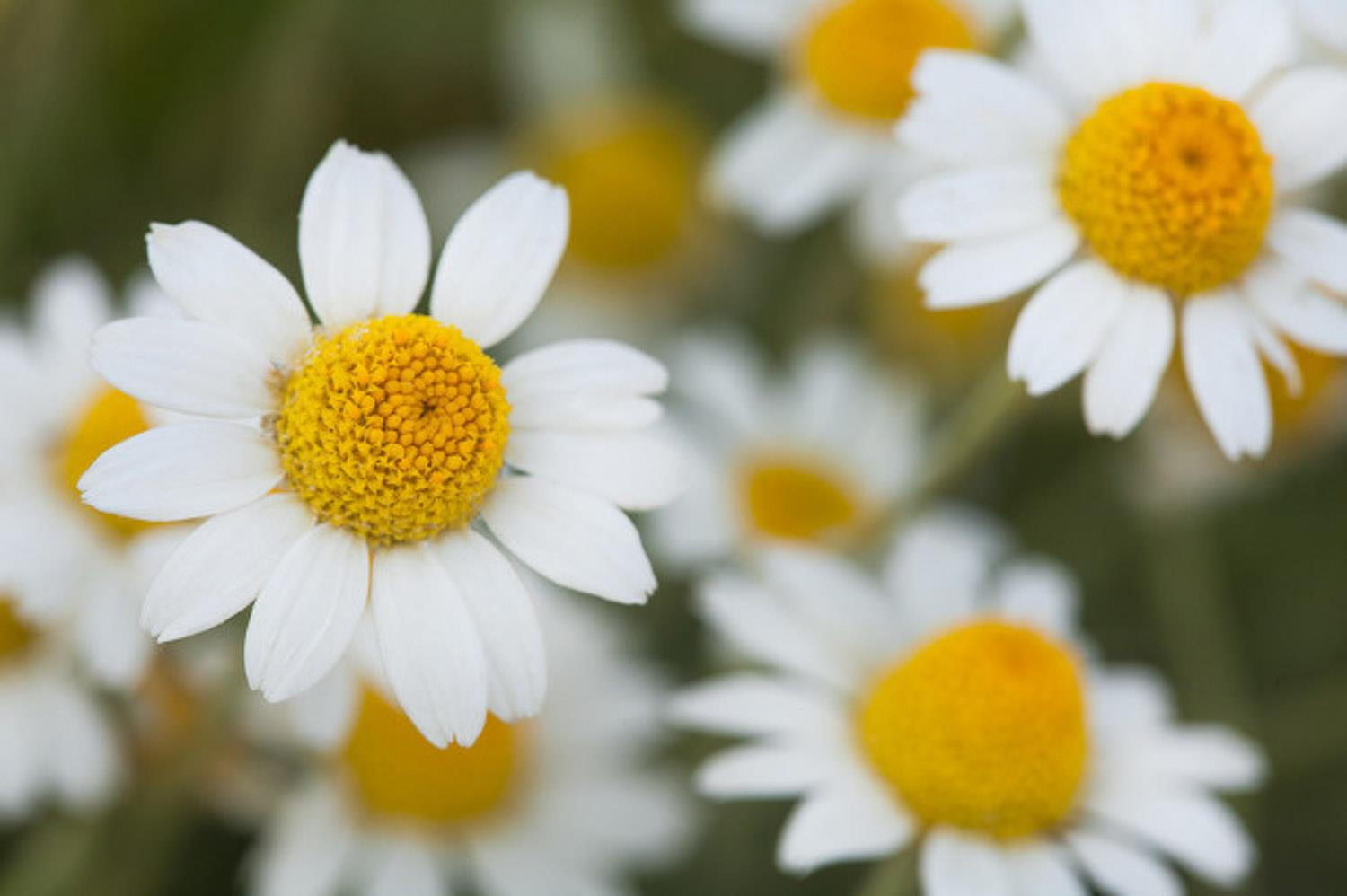 Chrysanthemum