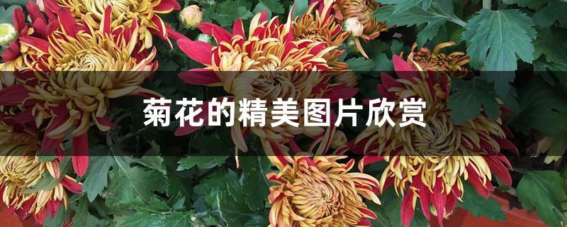 Appreciation of exquisite pictures of chrysanthemums