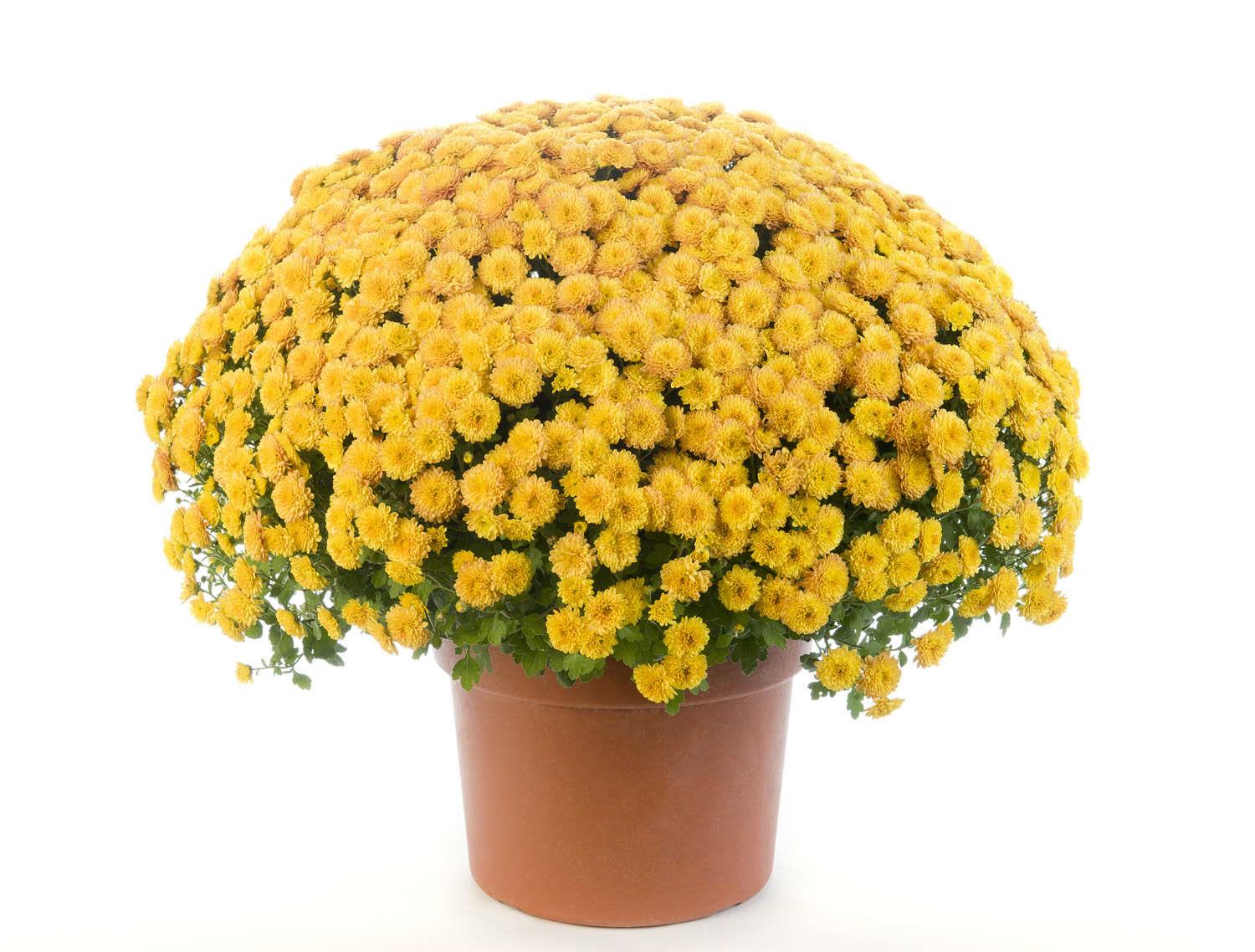 Chrysanthemum