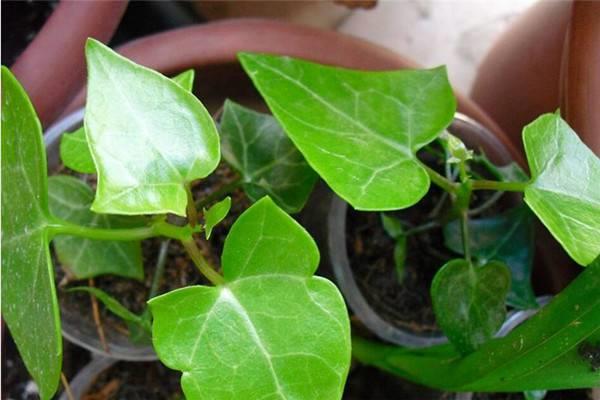 The breeding method of golden chrysanthemum