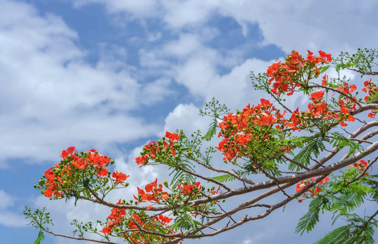 Poinciana