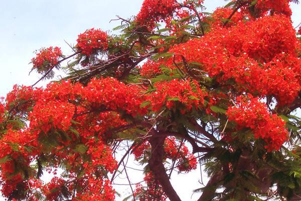 The growth environment and breeding methods of Poinciana