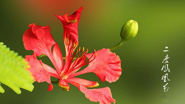 Features of Poinciana