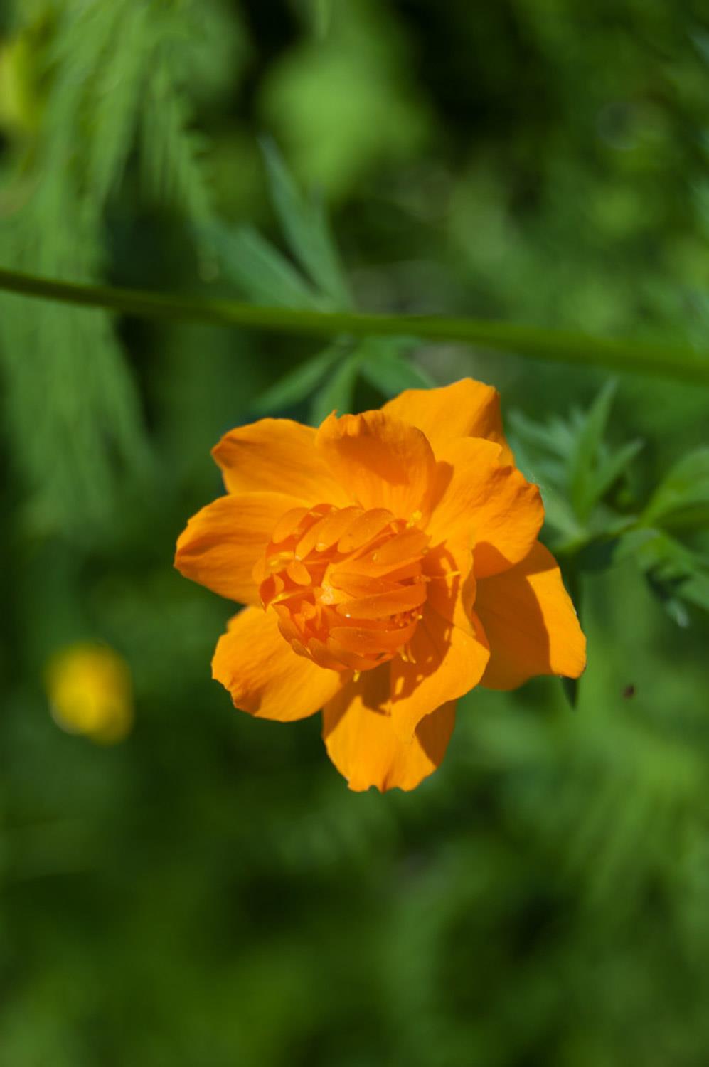 Nasturtium