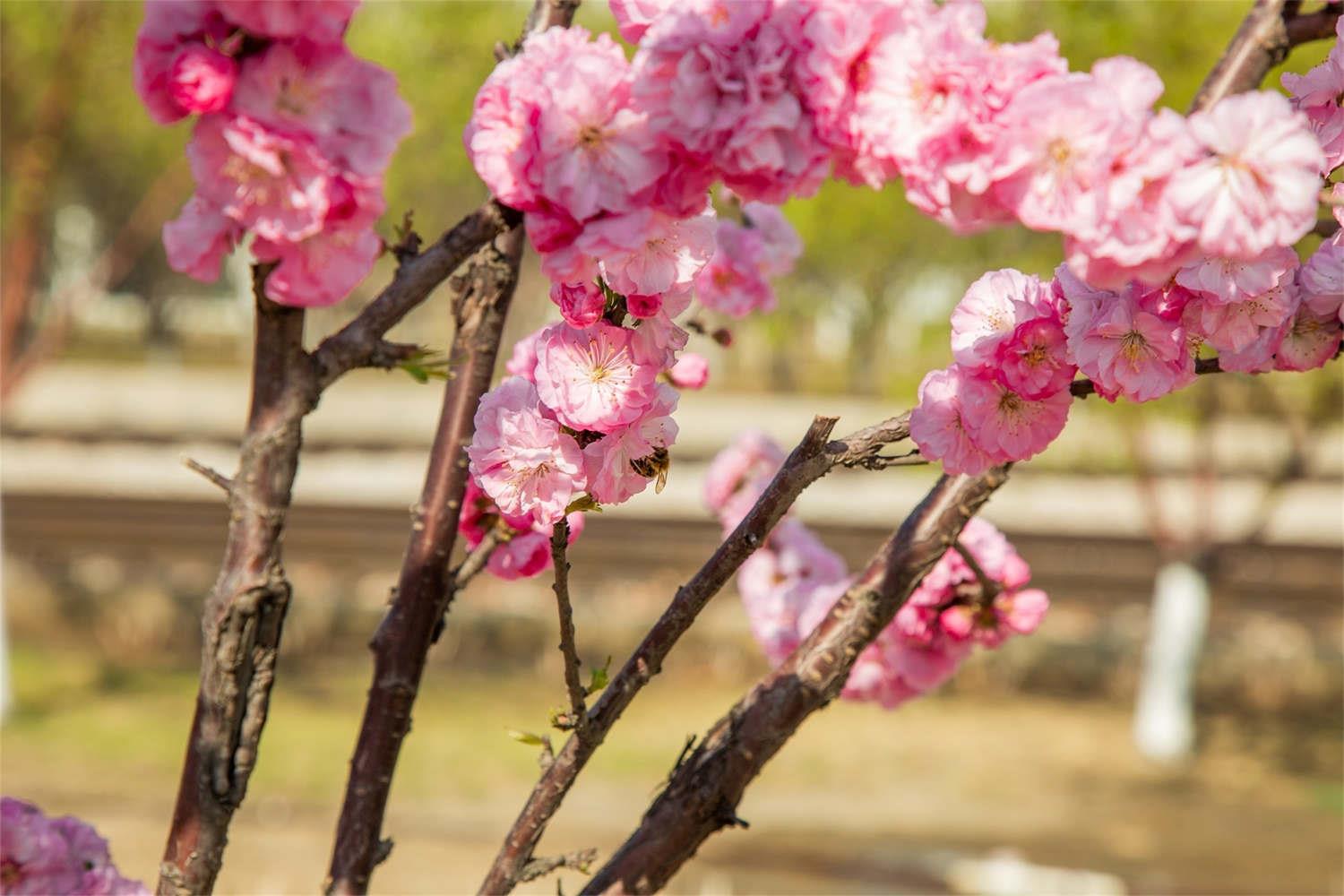 Elm Leaf Plum